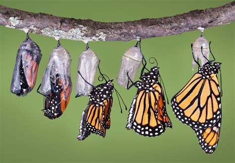 Monarch butterfly | Life Cycle, Caterpillar, Migration, Endangered ...