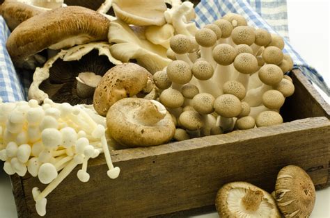 Medicinal Mushrooms: Your Guide to Natural Health and Healing – Be Vivid You