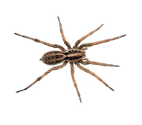 Wolf Spider Identification Chart