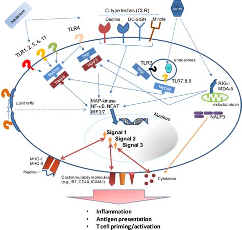 This figure provides a highly simplified overview of Pattern ...