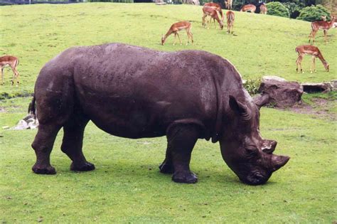 Endangered Species: Javan Rhinoceros