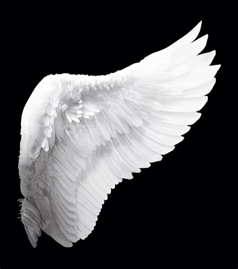 Pin by Nichole on Black and White | Angel wings tattoo, White angel ...