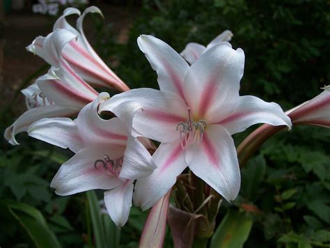 Hortus Camdenensis | Crinum scabro-pedunculatum ‘Augusta’