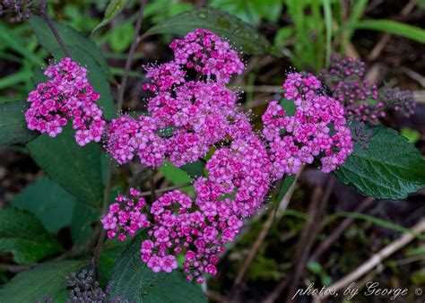 "What's Blooming Now" : Japanese Spiraea (Spiraea japonica)