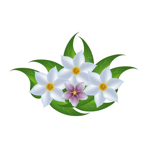 Bunga Melati PNG Transparent, Ilustrasi Bunga Melati Putih, Flower ...