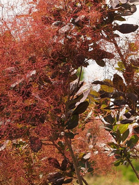 Purple Smoke Tree | Cotinus coggygria 'Royal Purple'(Smoke T… | F. D ...