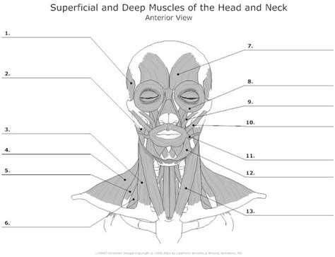 Muscles | Muscle anatomy, Muscle diagram, Human muscle anatomy