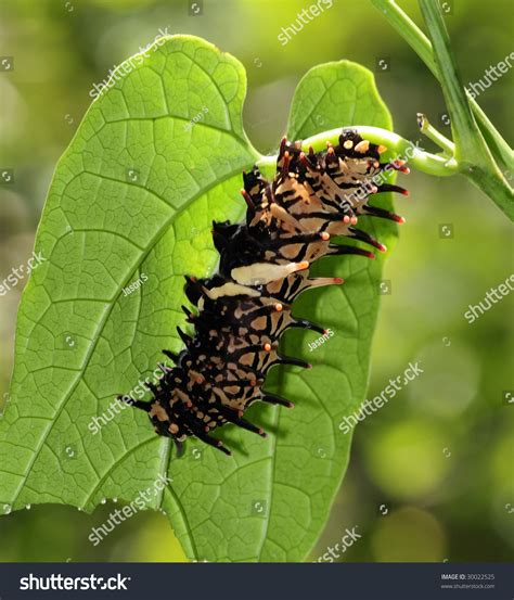 Golden Birdwing Butterfly Caterpillar Stock Photo 30022525 : Shutterstock