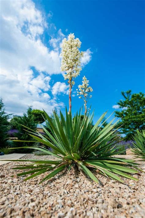 How Fast Does A Yucca Grow?