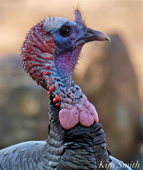 eastern-wild-turkey-male-snood-carnuckles-gloucester-ma-2-copyright-kim-smith | Kim Smith Films