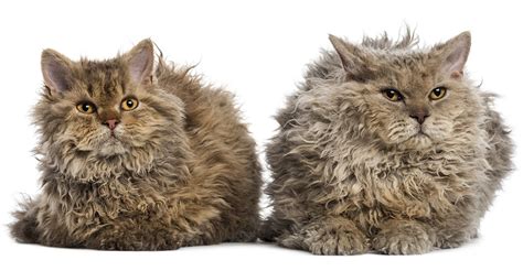 Selkirk Rex Cat Breed Information Center - A Complete Guide