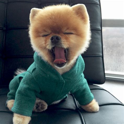 Adorable JiffPom Pics to Instantly Brighten Your Day | J-14