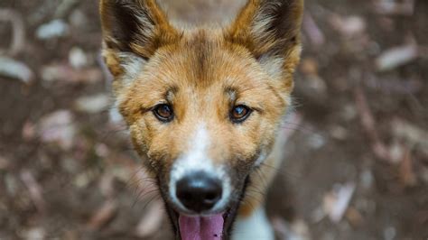 Wandi the purebred dingo thriving in sanctuary after high-flying ordeal - ABC News