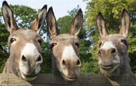 Organisation in drive to promote donkeys’ welfare | The Sunday News