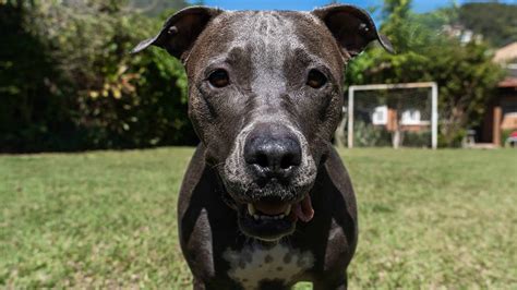 Red Nose Pitbull And German Shepherd Mix