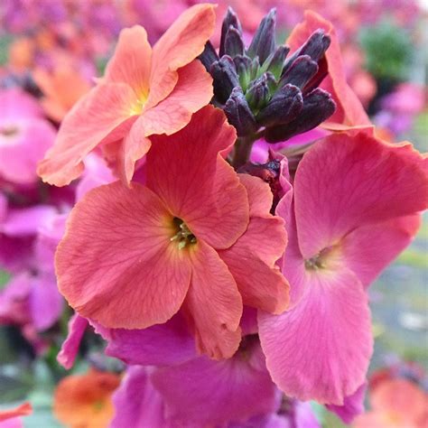 Buy wallflower Erysimum 'Winter Orchid'