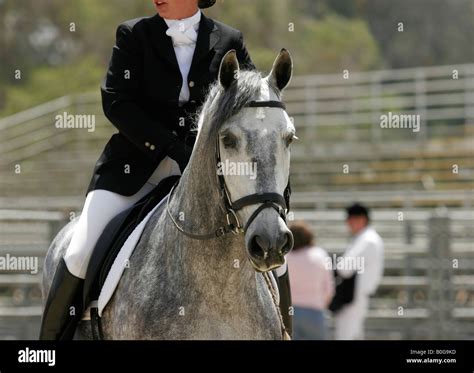 Andalusian horse in English dressage Stock Photo - Alamy