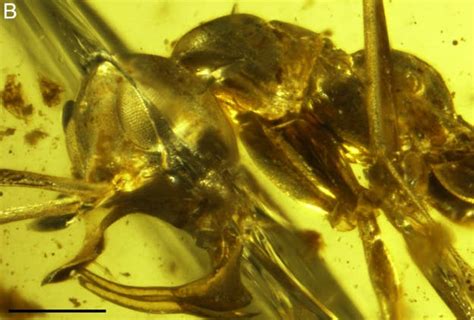 Prehistoric "Hell Ant" Found Perfectly Preserved In Amber