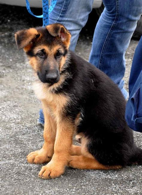 German Shepherd Australian Shepherd Mix Puppies For Sale | PETSIDI