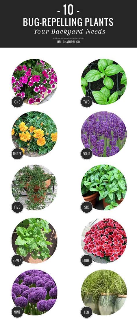 10 Bug Repelling Plants Your Backyard Needs | HelloGlow.co