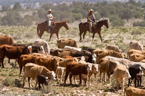 CATTLE DRIVE | Cattle drive, Animals, Cattle