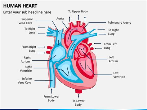 Human Heart PowerPoint and Google Slides Template - PPT Slides