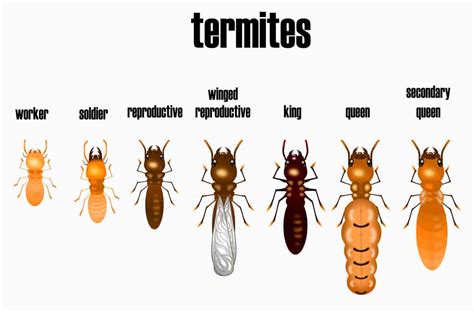 Identifying and Getting Rid of Spiritual Termites – VNSALVATION