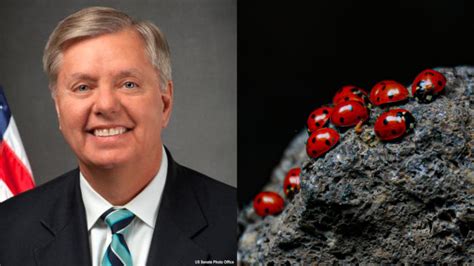 That Lindsey Graham 'Ladybugs' Story You're Reading Is Fake - TheSword.com