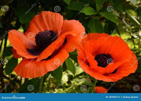 Photo of orange poppies stock image. Image of tulip - 183994711