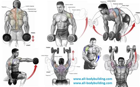 Top 6 Dumbbell Exercises for Shoulders ~ multiple fitness