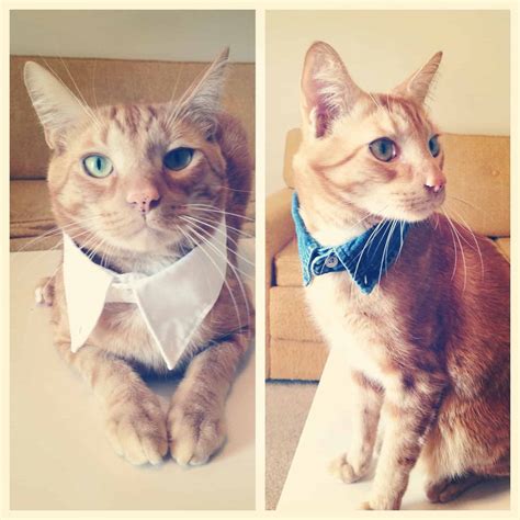 DIY Cat Collars That are Insanely Adorable