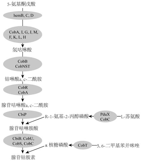 体外无细胞多酶体系合成腺苷钴胺素的方法