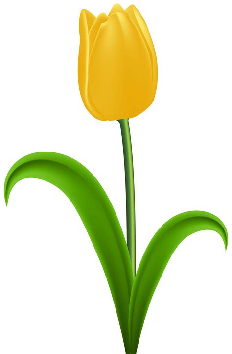 Tulip Yellow Flower Clip art - Yellow Tulip Transparent PNG Clip Art png download - 5248*8000 ...