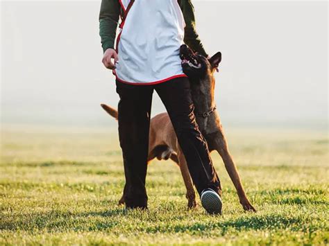 Belgian Malinois – Herding Dog Zone