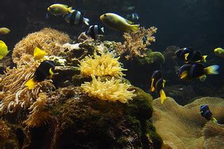 Coral reef... South end of my area | aquarium introduces nat… | Flickr