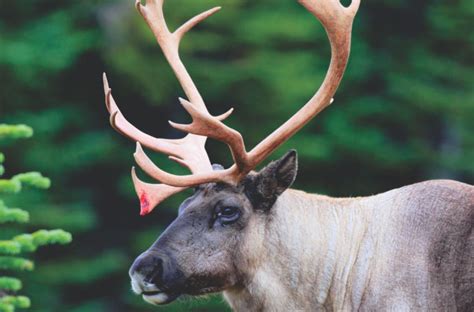 Woodland Caribou Conservation Strategy | CPAWS Saskatchewan