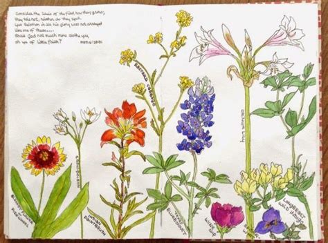 texas wildflowers drawing - Google Search | Wildflower drawing, Watercolor flowers, Drawings