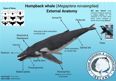 How do humpback whales survive in the marine environment?; Part I