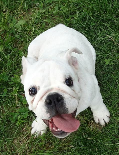 English Bulldog: A Complete Guide - The Happy Puppy Site