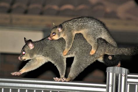 About possums | Environment, land and water | Queensland Government