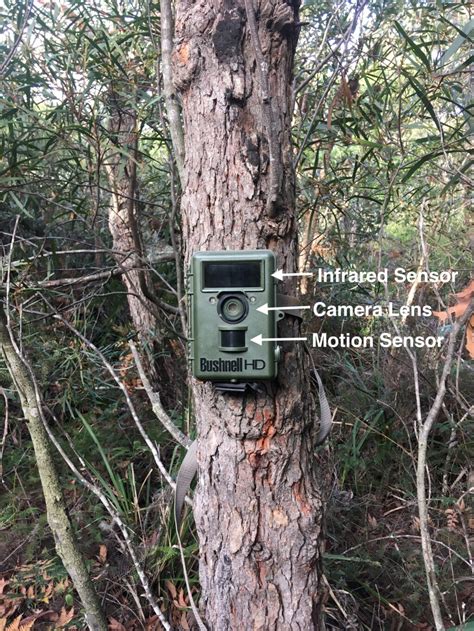 Camera Trap Basics for Bird-Spotters – Mallee Design