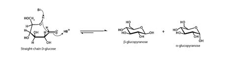 Glucose Ring Structure Formation