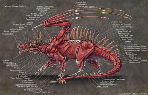 Western Dragon Muscle Anatomy by TheDragonofDoom on DeviantArt