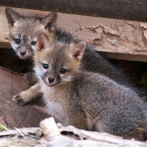 Here's a some serious cute to get you through the day: Baby gray foxes at Zion National Park in ...