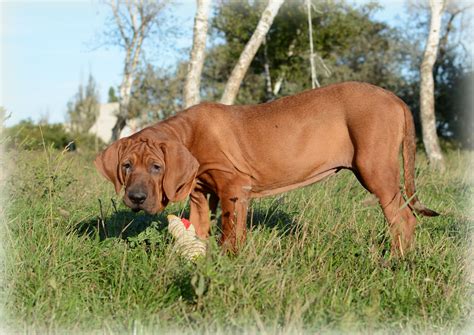 Tosa Inu, Cane Tosa Ken, Tosa Tōken, Japanese Fighting Dog, Japanese Mastiff Adorable Animals ...