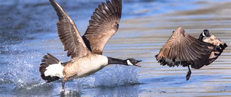 What Are Canadian Geese Saying To Each Other?