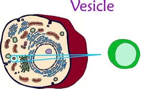 Animal cell vesicle function