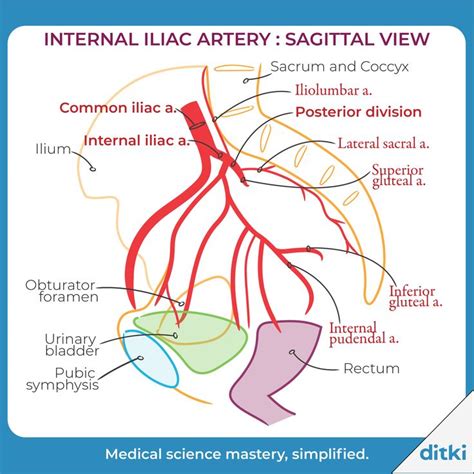 Gross Anatomy Glossary: Arteries - Internal Iliac & Branches in 2024 | Arteries anatomy, Anatomy ...