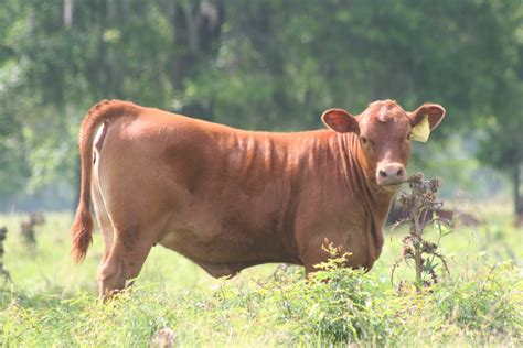 Red Angus Heifers For Sale