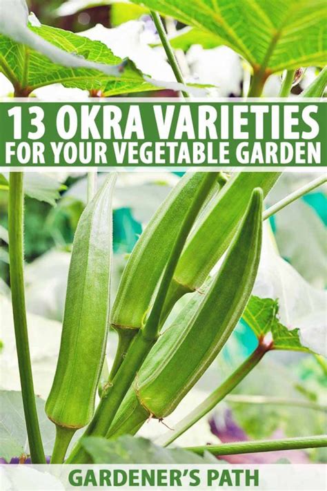 The 13 Best Okra Varieties for Your Vegetable Patch | Gardener’s Path